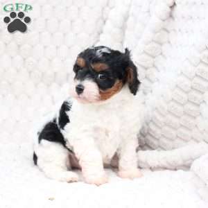 Walter, Cavapoo Puppy