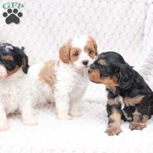 Ginger, Cavapoo Puppy