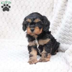 Bailey, Cavapoo Puppy