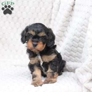 Bailey, Cavapoo Puppy