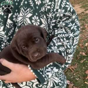 Brooklyn, Chocolate Labrador Retriever Puppy