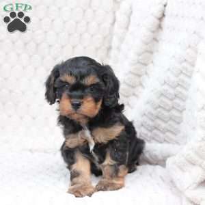 Bailey, Cavapoo Puppy