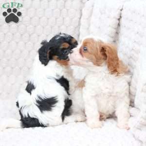 Walter, Cavapoo Puppy