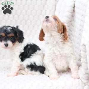 Walter, Cavapoo Puppy