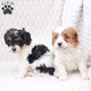 Walter, Cavapoo Puppy