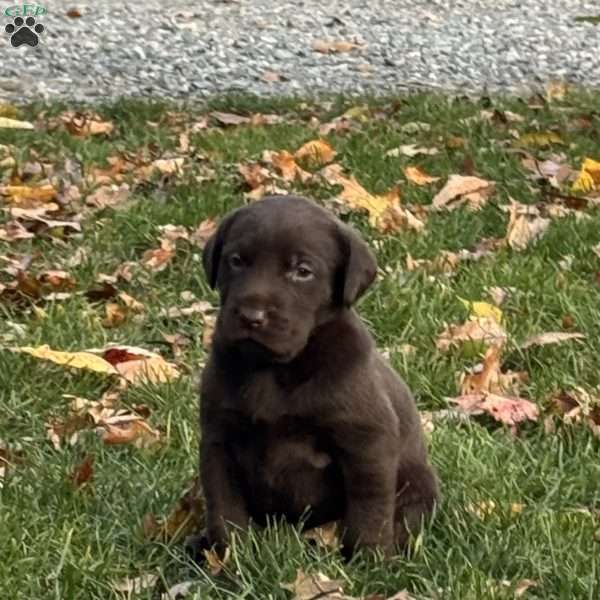 Brooklyn, Chocolate Labrador Retriever Puppy