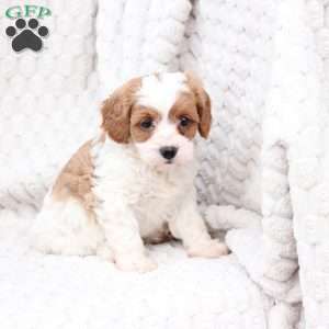 Ginger, Cavapoo Puppy