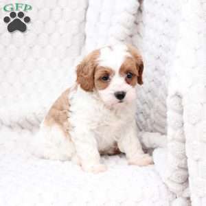 Ginger, Cavapoo Puppy