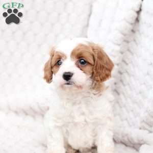 Ginger, Cavapoo Puppy