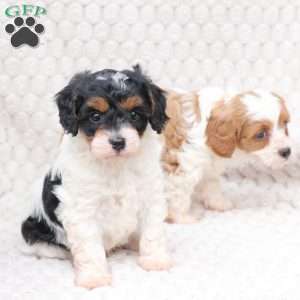 Walter, Cavapoo Puppy