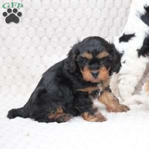 Bailey, Cavapoo Puppy