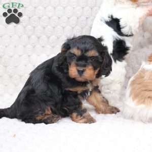 Bailey, Cavapoo Puppy