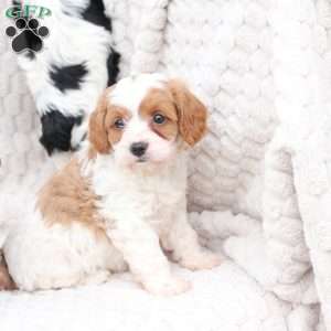 Ginger, Cavapoo Puppy