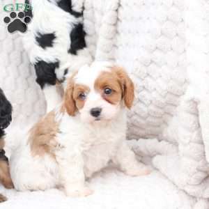 Ginger, Cavapoo Puppy