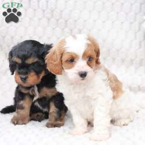 Ginger, Cavapoo Puppy