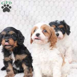 Bailey, Cavapoo Puppy