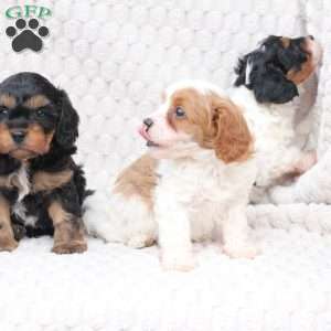 Bailey, Cavapoo Puppy