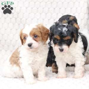 Ginger, Cavapoo Puppy