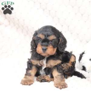 Bailey, Cavapoo Puppy