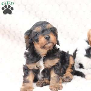 Bailey, Cavapoo Puppy