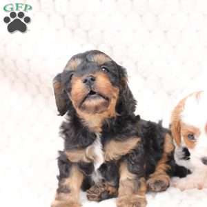 Bailey, Cavapoo Puppy