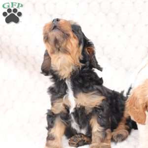 Bailey, Cavapoo Puppy