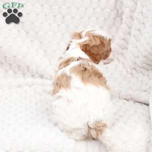 Ginger, Cavapoo Puppy