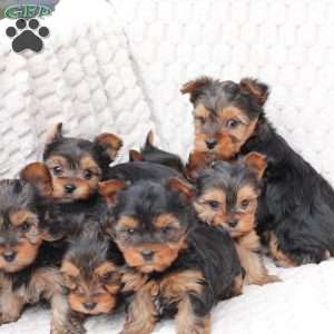 Cooper, Yorkie Puppy