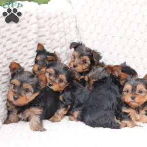 Cooper, Yorkie Puppy