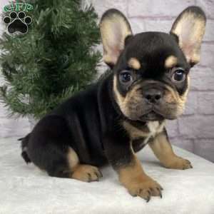 Lilly, French Bulldog Puppy