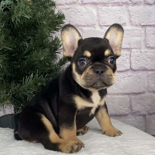 Lilly, French Bulldog Puppy