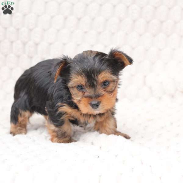 Winston, Yorkie Puppy