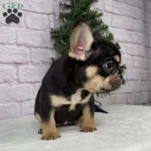 Lilly, French Bulldog Puppy