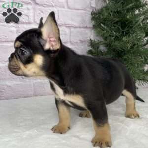 Lilly, French Bulldog Puppy