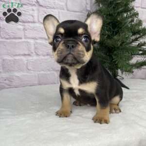 Lilly, French Bulldog Puppy