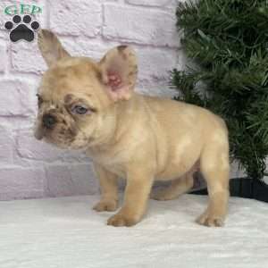 April, French Bulldog Puppy