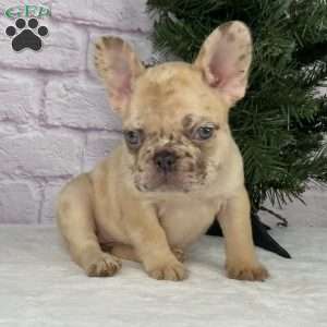 April, French Bulldog Puppy