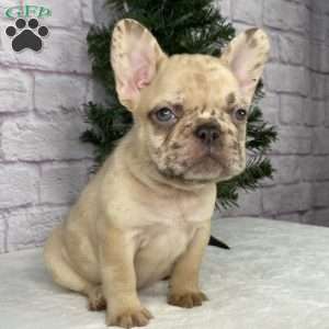 April, French Bulldog Puppy