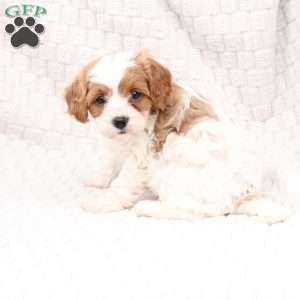 Ginger, Cavapoo Puppy