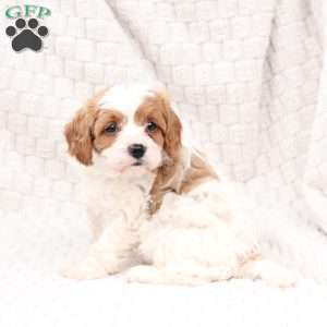 Ginger, Cavapoo Puppy