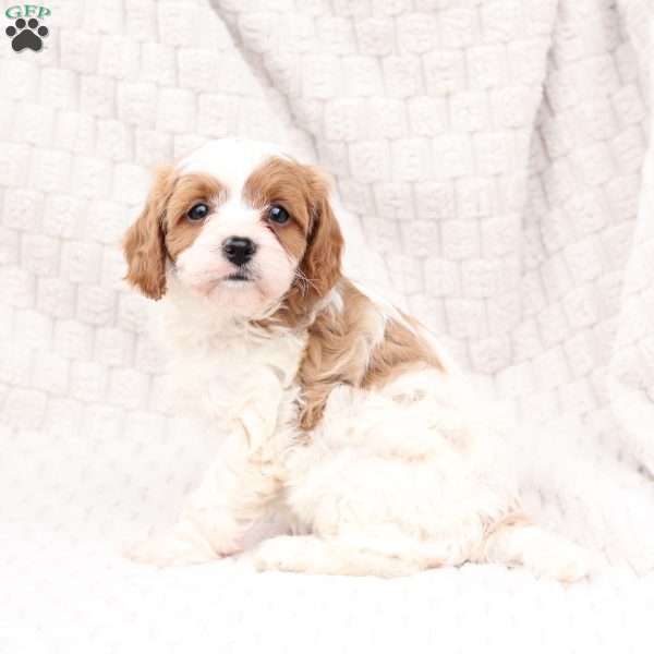 Ginger, Cavapoo Puppy