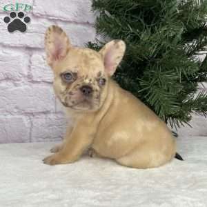 April, French Bulldog Puppy
