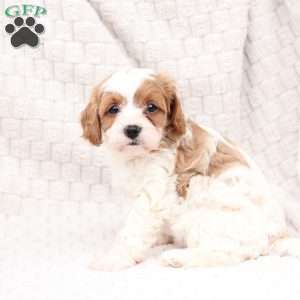 Ginger, Cavapoo Puppy