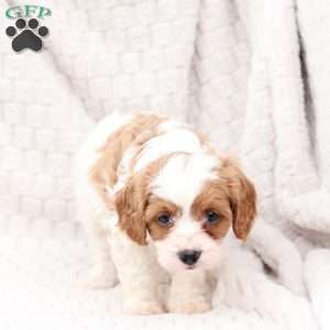 Ginger, Cavapoo Puppy