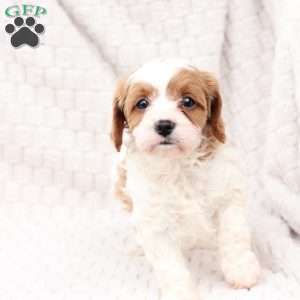 Ginger, Cavapoo Puppy