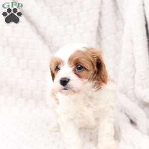 Ginger, Cavapoo Puppy