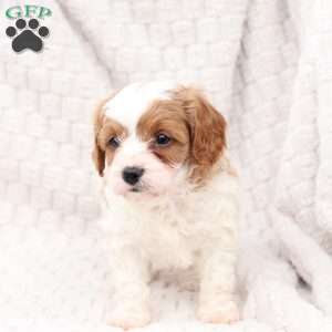 Ginger, Cavapoo Puppy