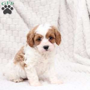Ginger, Cavapoo Puppy