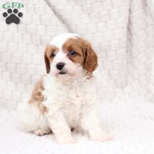 Ginger, Cavapoo Puppy