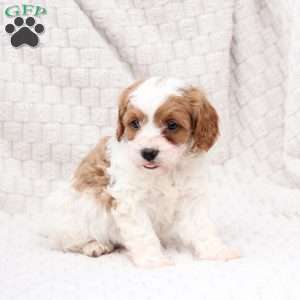 Ginger, Cavapoo Puppy